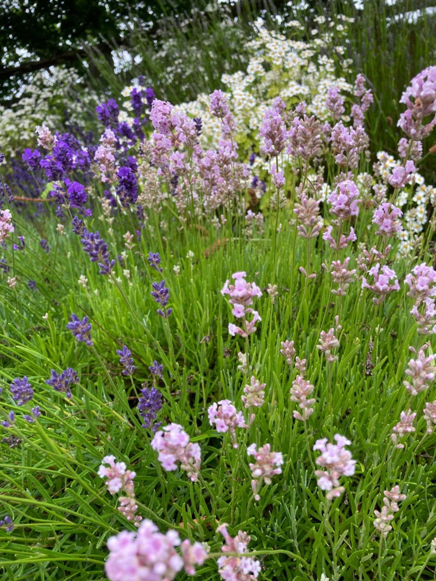 Lavender Cottage Глостър Екстериор снимка